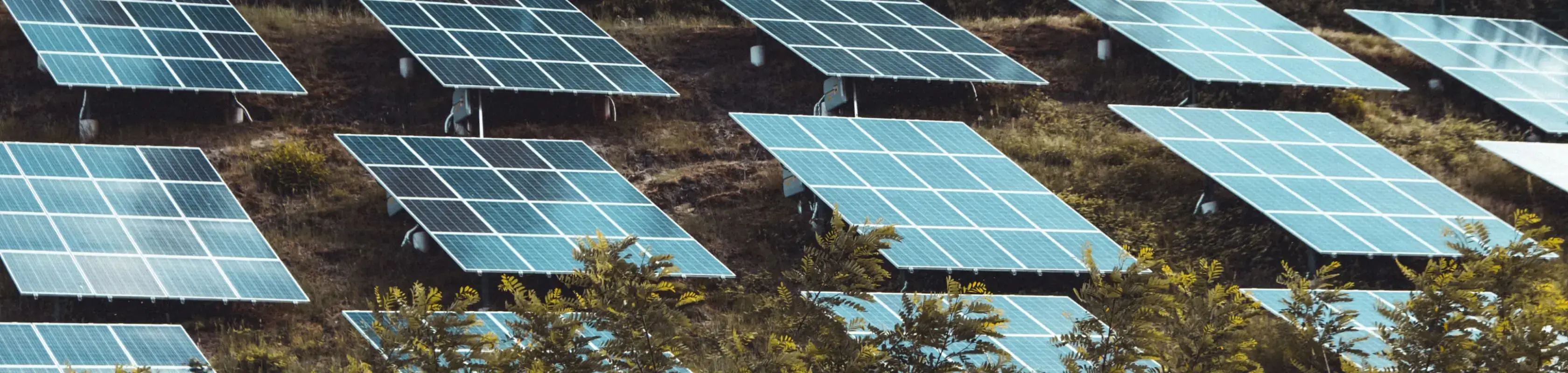 Solar panels in bush setting.